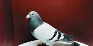 The speed of racing pigeons