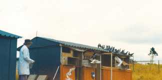 Managing late-bred racing pigeons