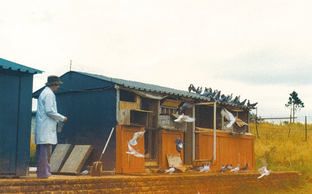 Managing late-bred racing pigeons Managing late-bred racing pigeons