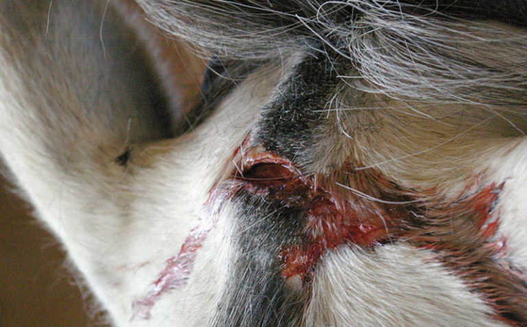 When to call the horse vet When to call the horse vet