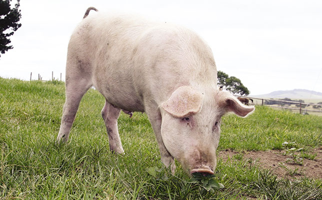 Farming with pigs on a small scale