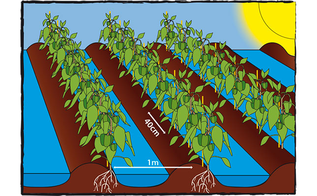 Green peppers: how to grow them