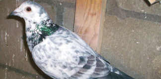 Fitness tips for racing pigeons