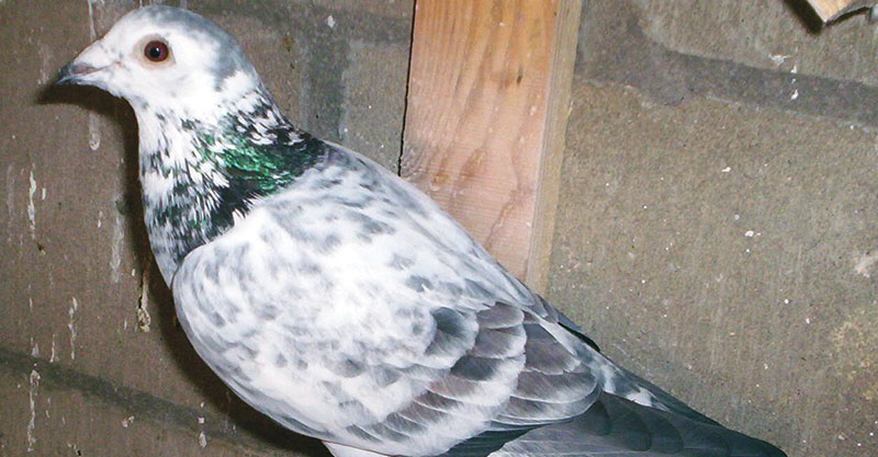 Fitness tips for racing pigeons