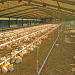Elgin-Free-Range-Chicken-broiler-farm