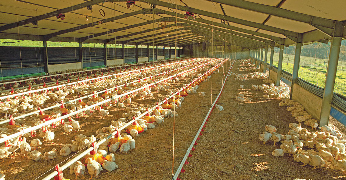 Elgin-Free-Range-Chicken-broiler-farm | Farmer's Weekly