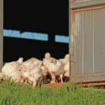 Elgin-free-range-Chicken