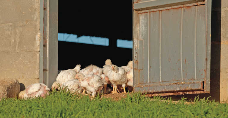 The unexpected demand for free-range chicken in SA