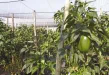 Tunnel farming with cucumbers methods for success
