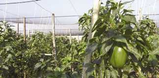 Tunnel farming with cucumbers methods for success