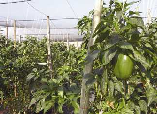 Tunnel farming with cucumbers methods for success