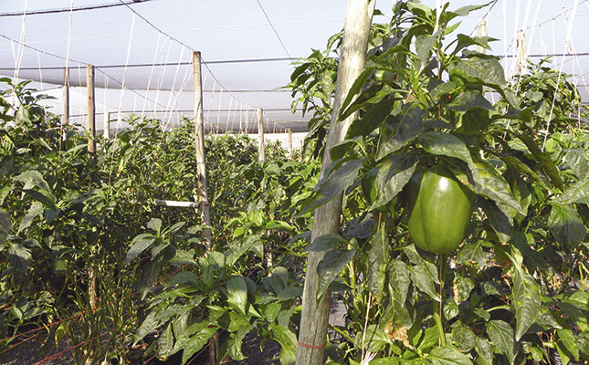 Tunnel farming with cucumbers methods for success Tunnel farming with cucumbers methods for success