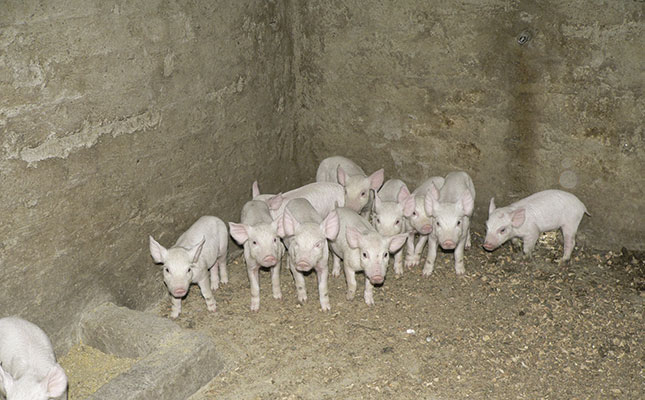 Success with pigs Success with pigs