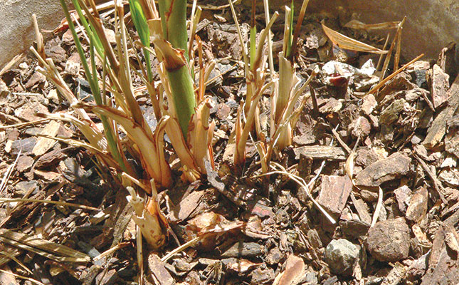 How to mulch