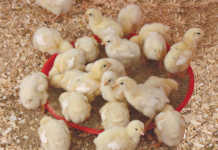 Chicken care: preventing diseases