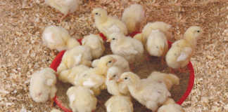 Chicken care: preventing diseases