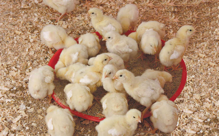 Chicken care: preventing diseases