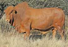 Afrikaner-cattle-breed