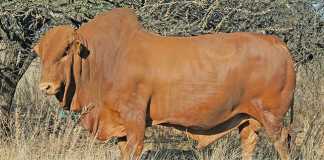 Afrikaner-cattle-breed