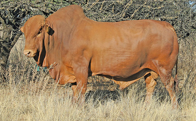Know your cattle: Afrikaner, the no-nonsense breed Know your cattle: Afrikaner, the no-nonsense breed