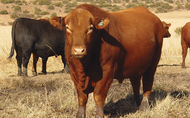 Know your cattle: Angus