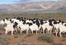 Persian sheep: Putting fat back onto Dorpers