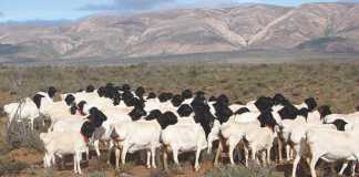 Persian sheep: Putting fat back onto Dorpers