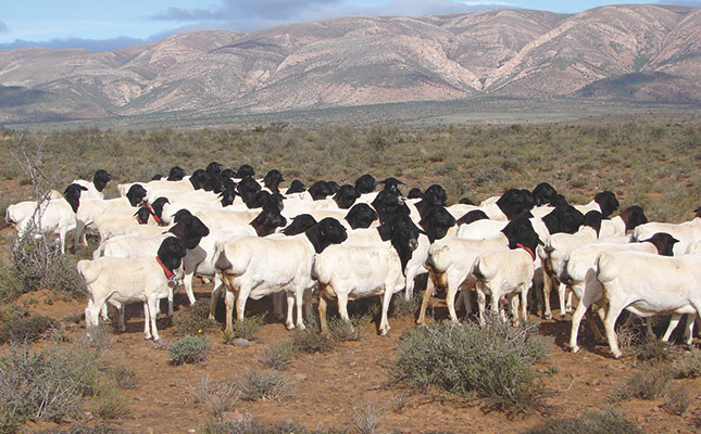 Persian sheep: Putting fat back onto Dorpers