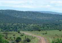 Roses from the Karoo