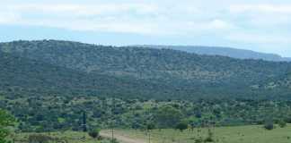 Roses from the Karoo