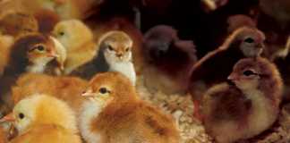 day-old-chicks