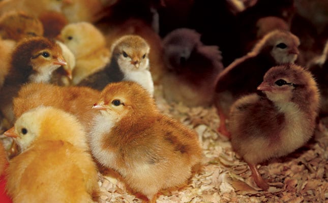 Securing a market for your chickens Securing a market for your chickens