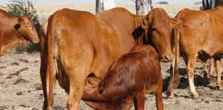 tuberculosis-cattle
