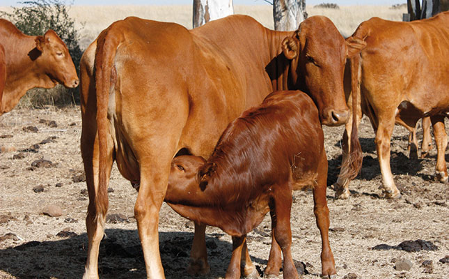 Livestock diseases: Tuberculosis