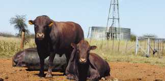 bonsmara cattle