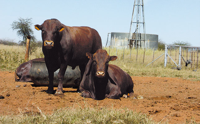 Know your cattle: The Bonsmara breed