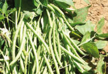 History of the green bean crop