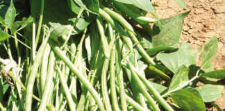 History of the green bean crop