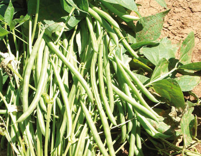 History of the green bean crop