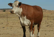 Braford Cow