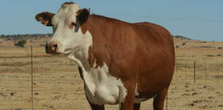 Braford Cow