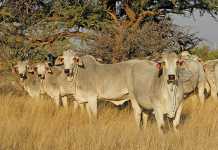 brahman-cattle-breed