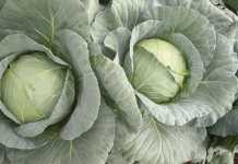 Why cabbage should be your first choice