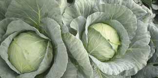 Why cabbage should be your first choice