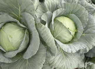 Why cabbage should be your first choice