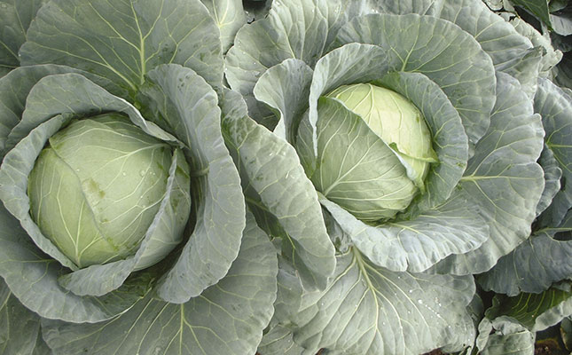 Why cabbage should be your first choice