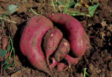 How to plant and harvest a sweet potato crop