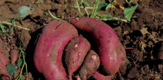 How to plant and harvest a sweet potato crop