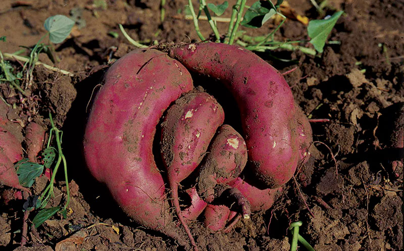 How to plant and harvest a sweet potato crop