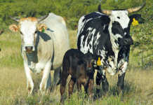 Advice on how to mark your livestock